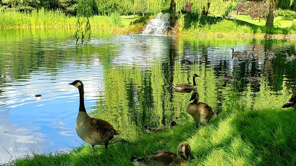 Relaxing Vibe
Momma Goose and her goslings out for a stroll around the pond.
This lovely executive golf course teems with a variety of bird life. Ducks, geese, swans, herons and others can be seen on most days. The course is always a joy to play.