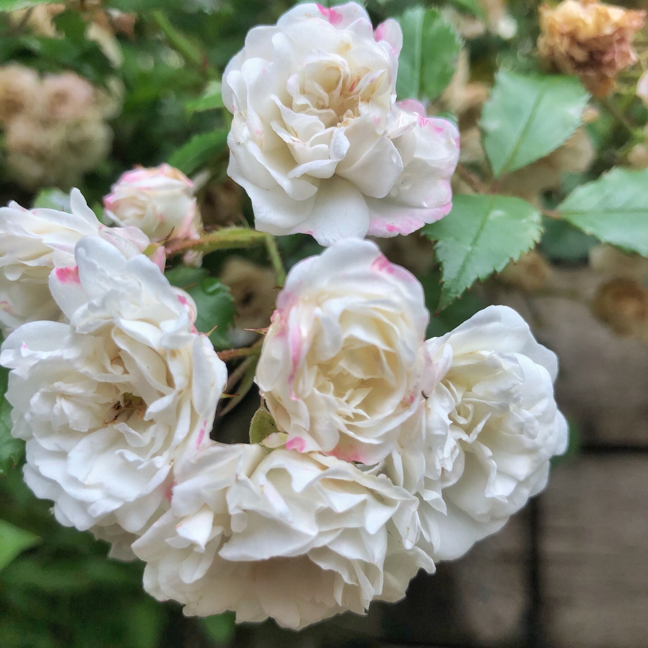 Roses near my cousins place - smelt beautiful too!