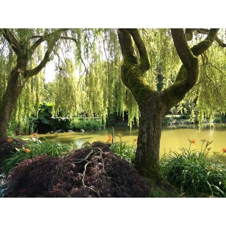 Wild flowers enjoying a rare bit of sunshine