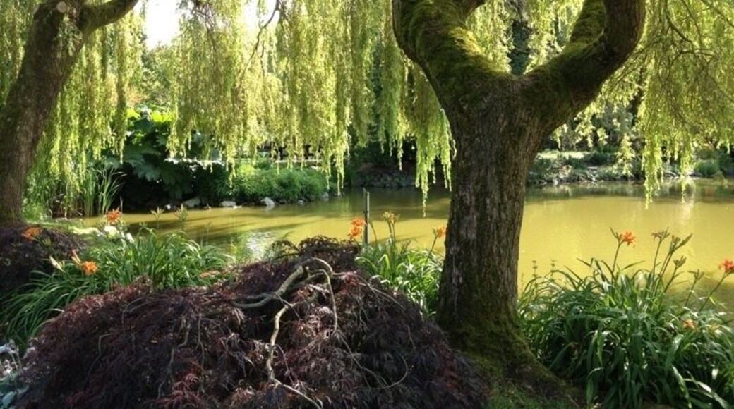 Wild flowers enjoying a rare bit of sunshine