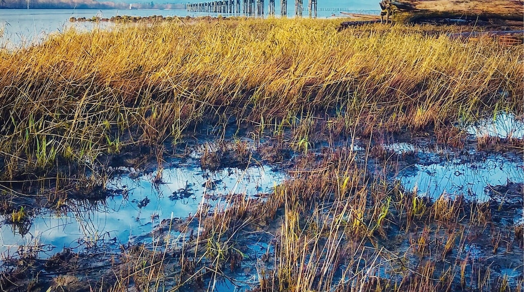 #Golden Photo Contest