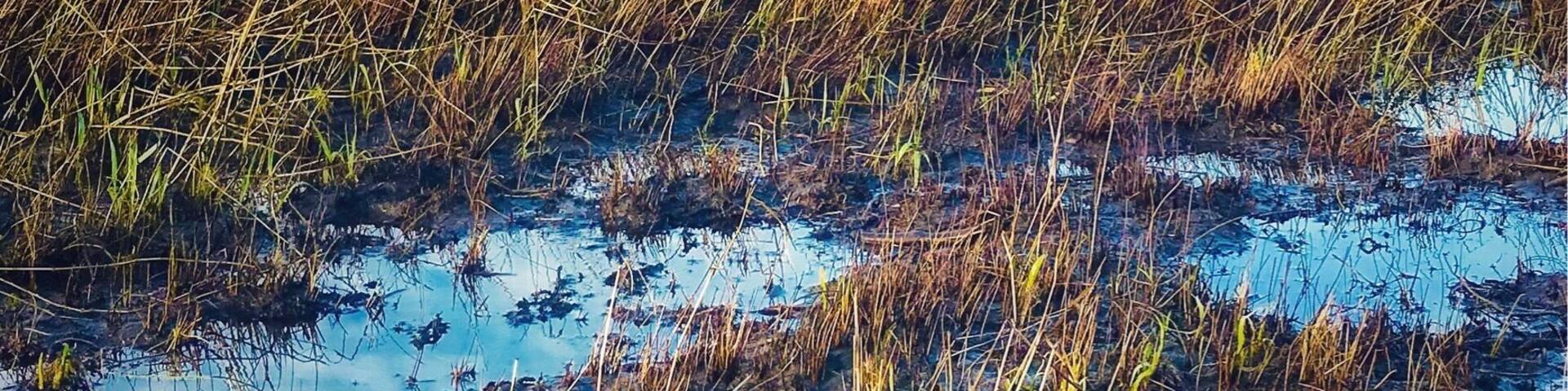 #Golden Photo Contest