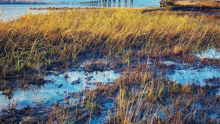 #Golden Photo Contest