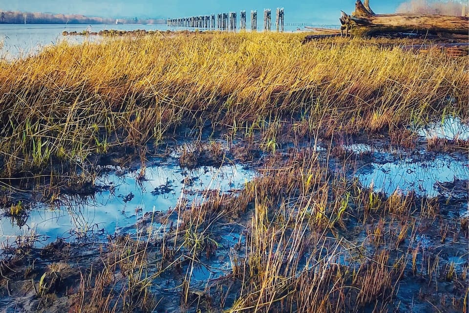 A marshland with tall grasses and a distant pier.