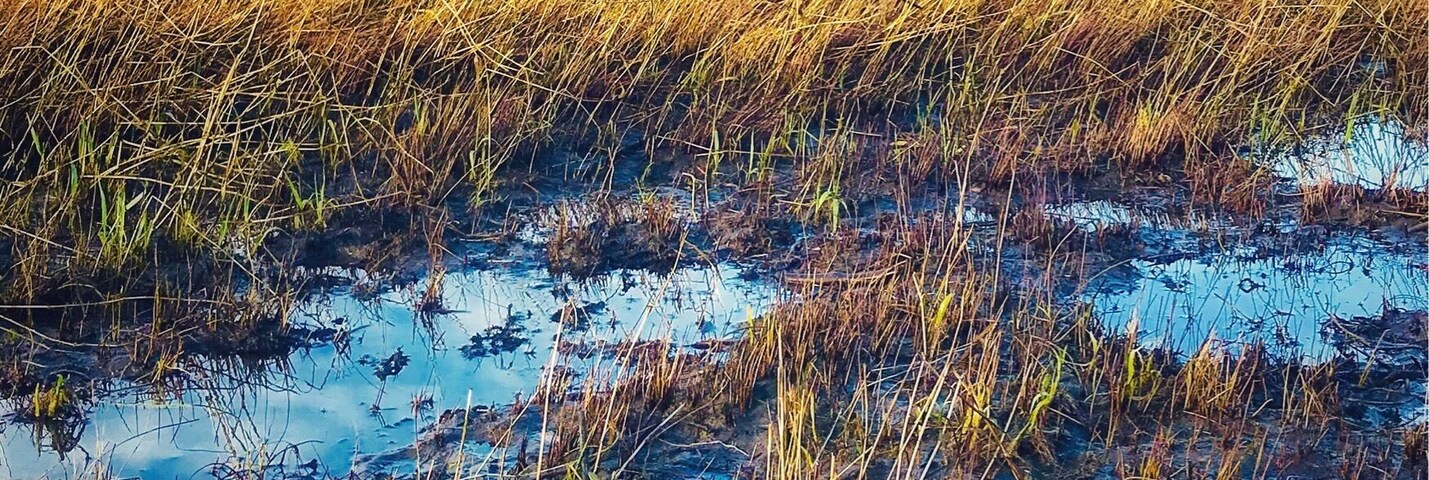 #Golden Photo Contest