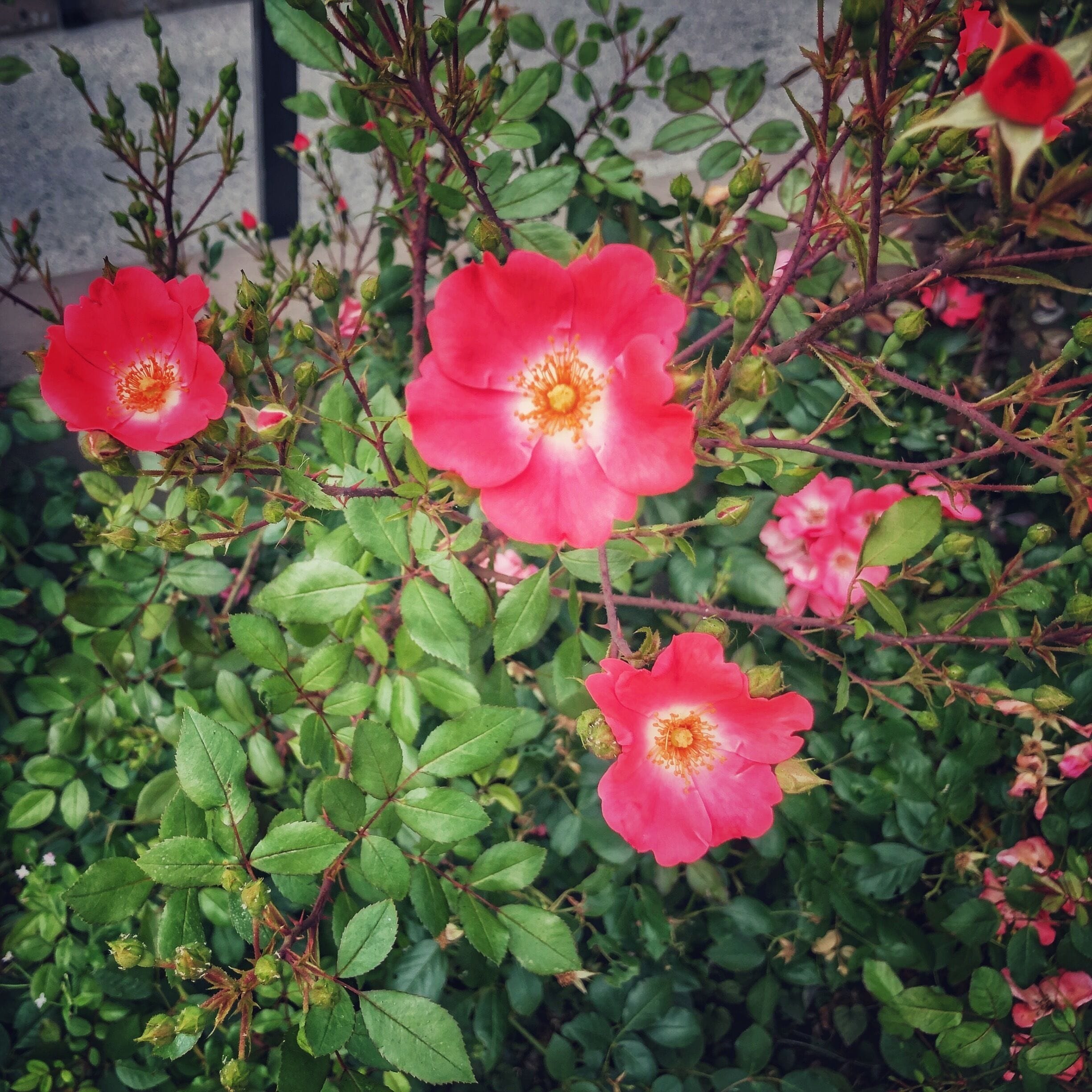 Some lovely flowers near my cousin’s place