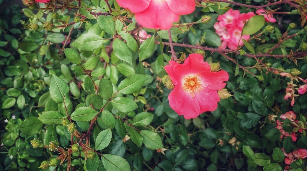 Some lovely flowers near my cousin’s place