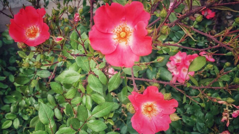 Some lovely flowers near my cousin’s place