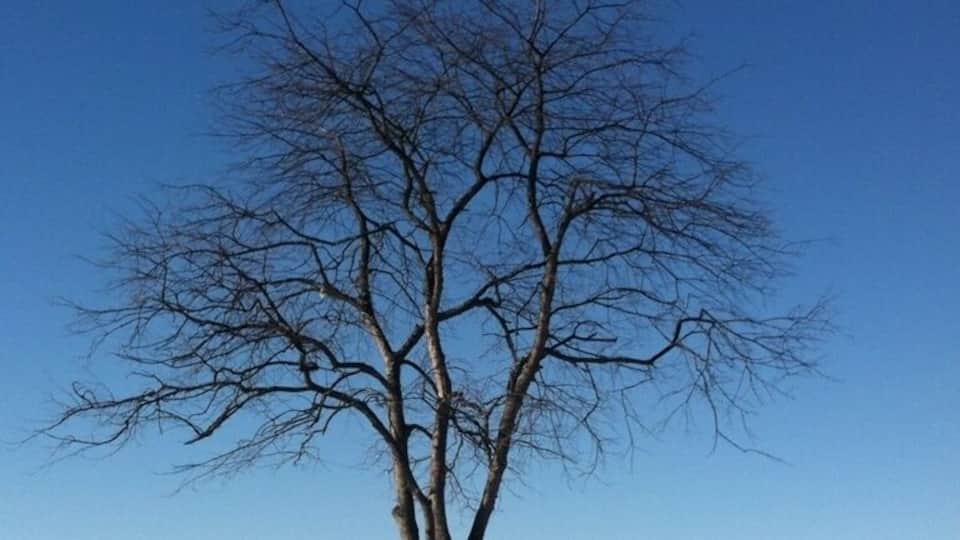 A leafless tree in a snowy field with a clear blue sky.