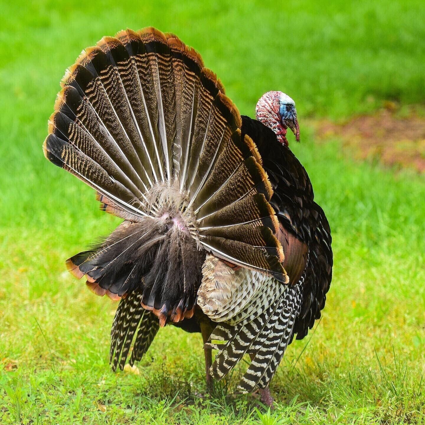 Love visits from these gobblers!  North Park is an beautiful park abundant with wildlife.