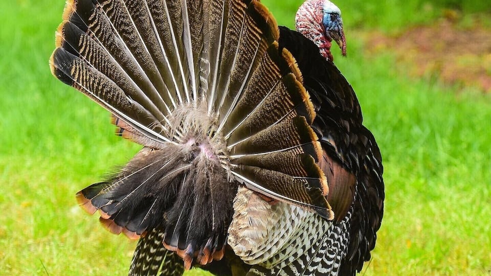 A turkey with its tail feathers fanned out on a grassy field.