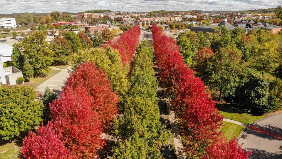 A tree-lined street with autumn foliage in red, green, and yellow.