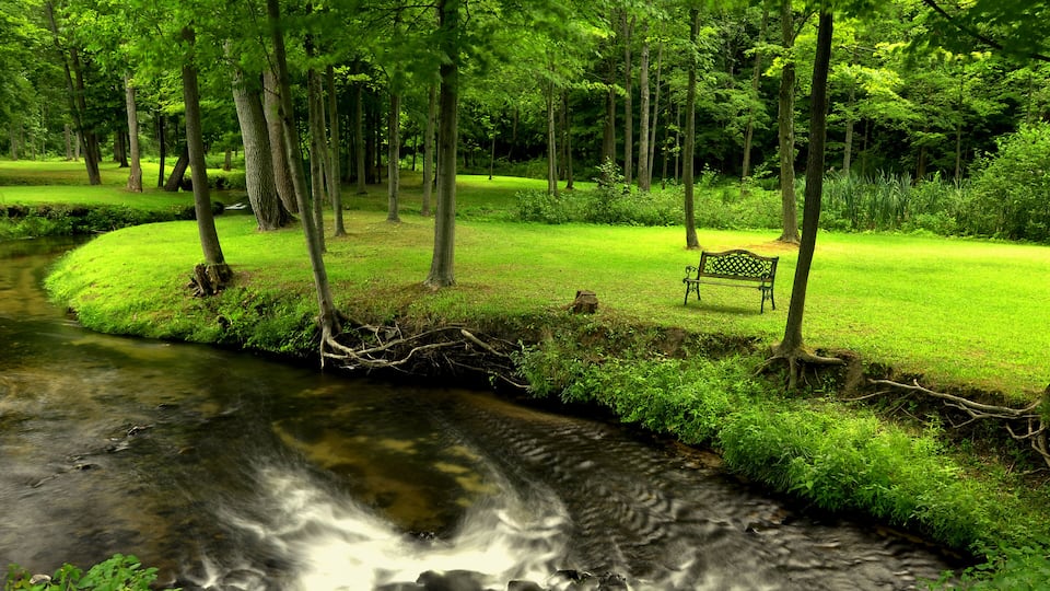 A serene park with a flowing stream, lush greenery, and a bench.
