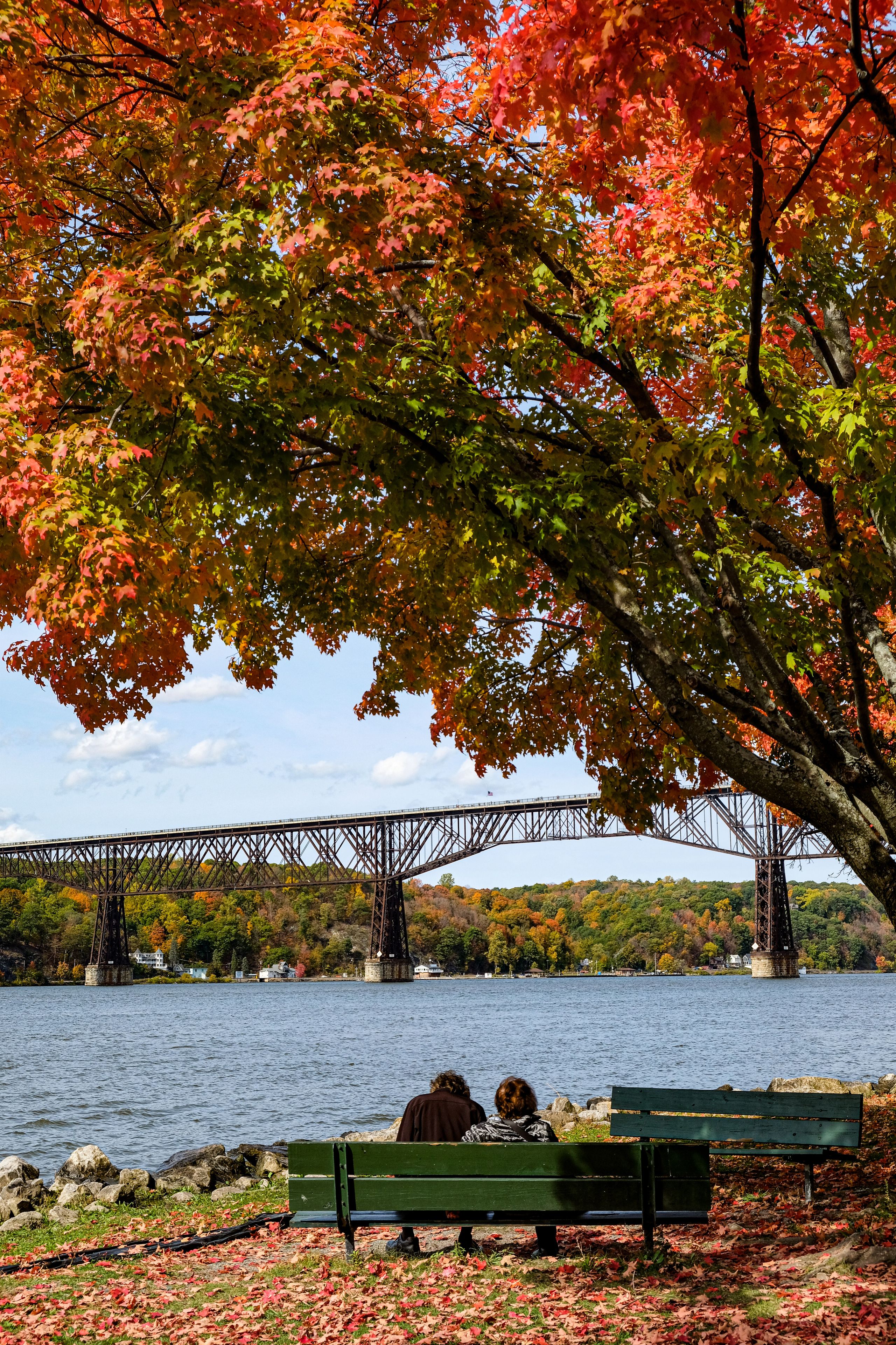 Colorful foliage with bridge background
