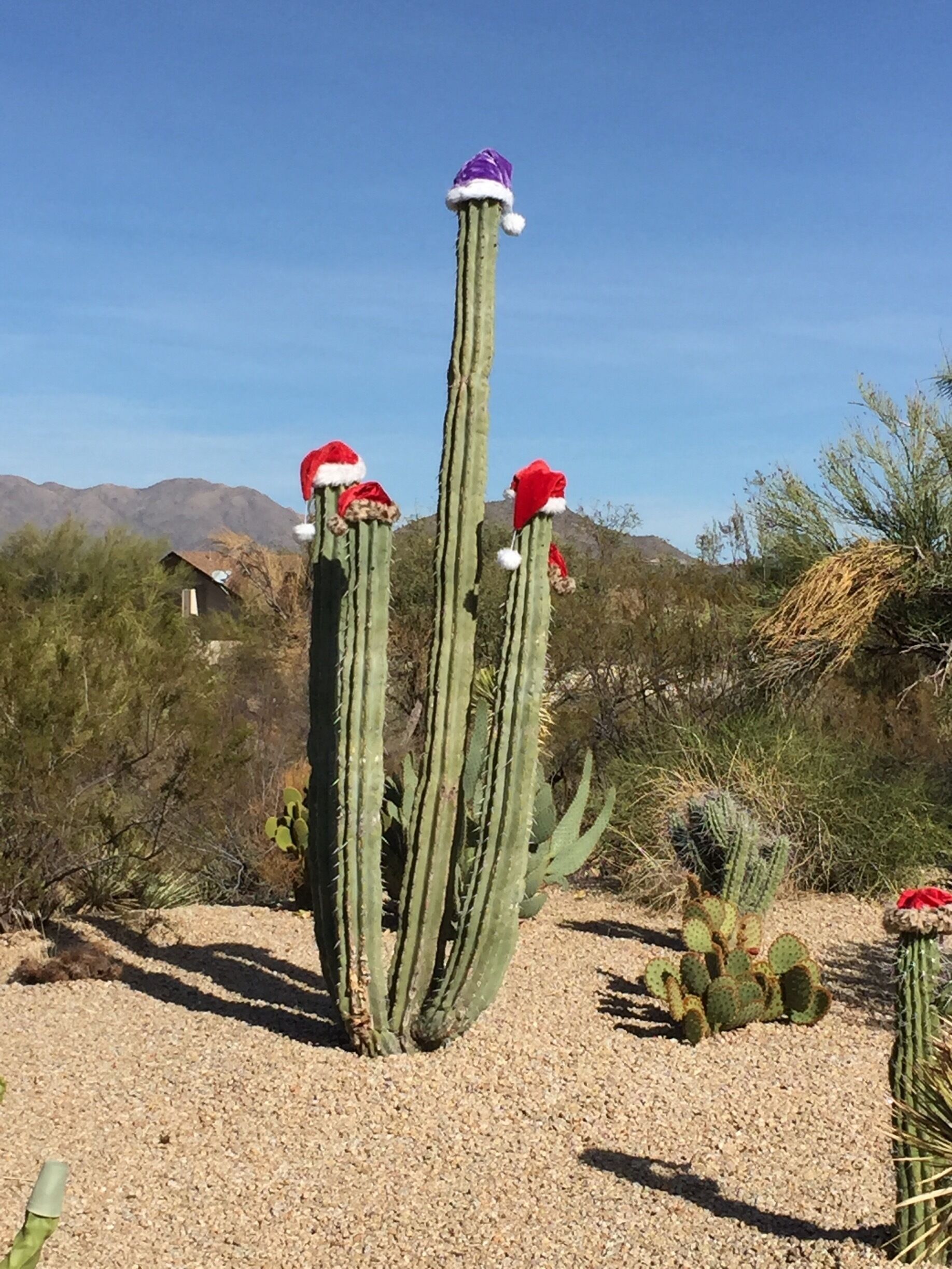 Christmas in the desert in Carefree, AZ