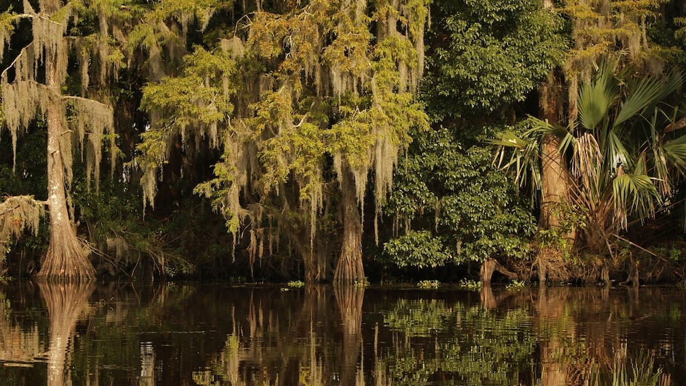 A swamp with trees covered in Spanish moss, reflecting in calm water.