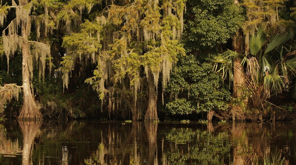 Louisiana cypress trees and moss reflected by sunset light in bayou swamp near New Orleans