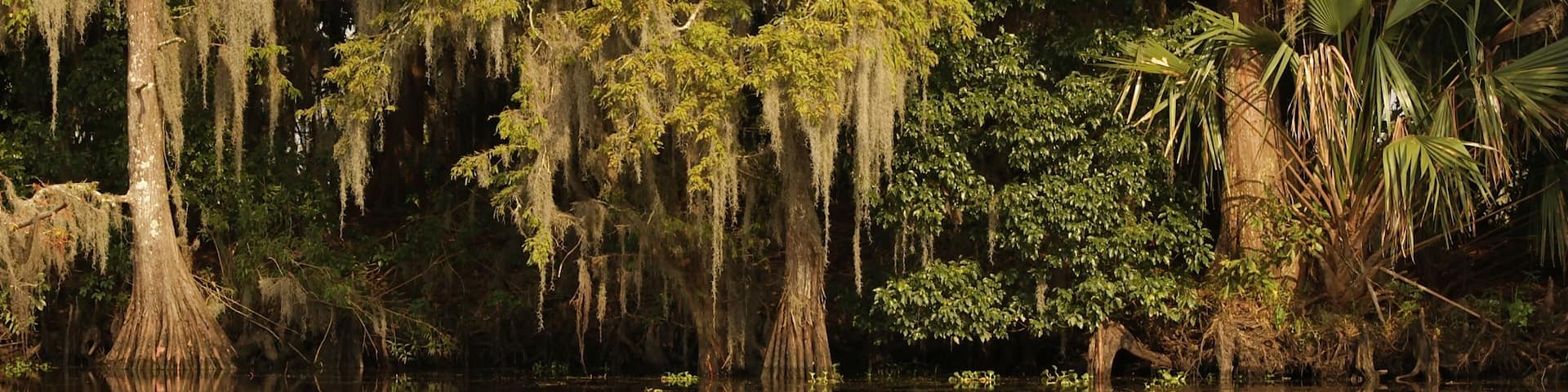 A swamp with trees covered in Spanish moss, reflecting in calm water.