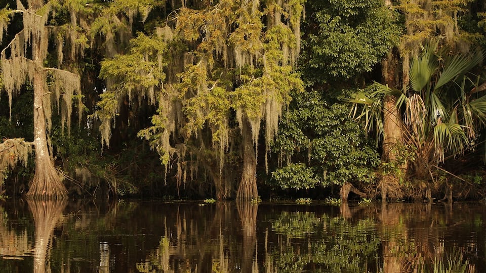 A swamp with trees covered in Spanish moss, reflecting in calm water.