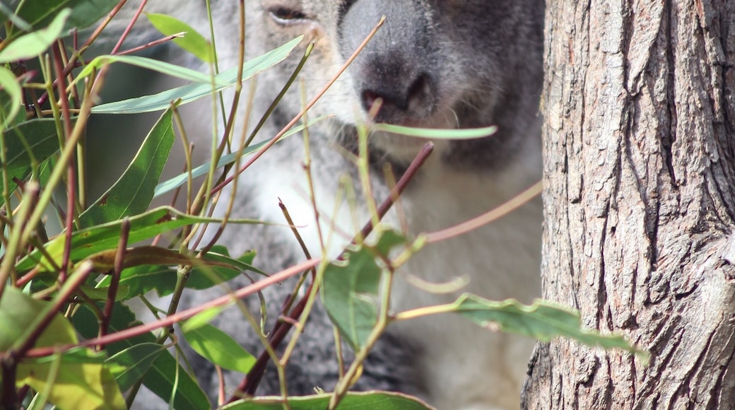 Aside from the wildlife reserve there is also a great walkway through the nearby mangroves.