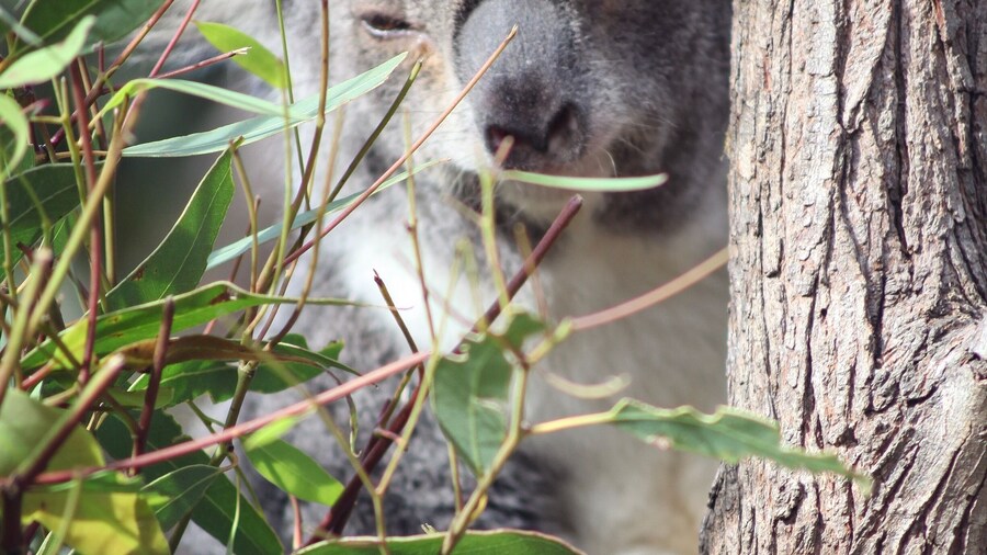 Aside from the wildlife reserve there is also a great walkway through the nearby mangroves.