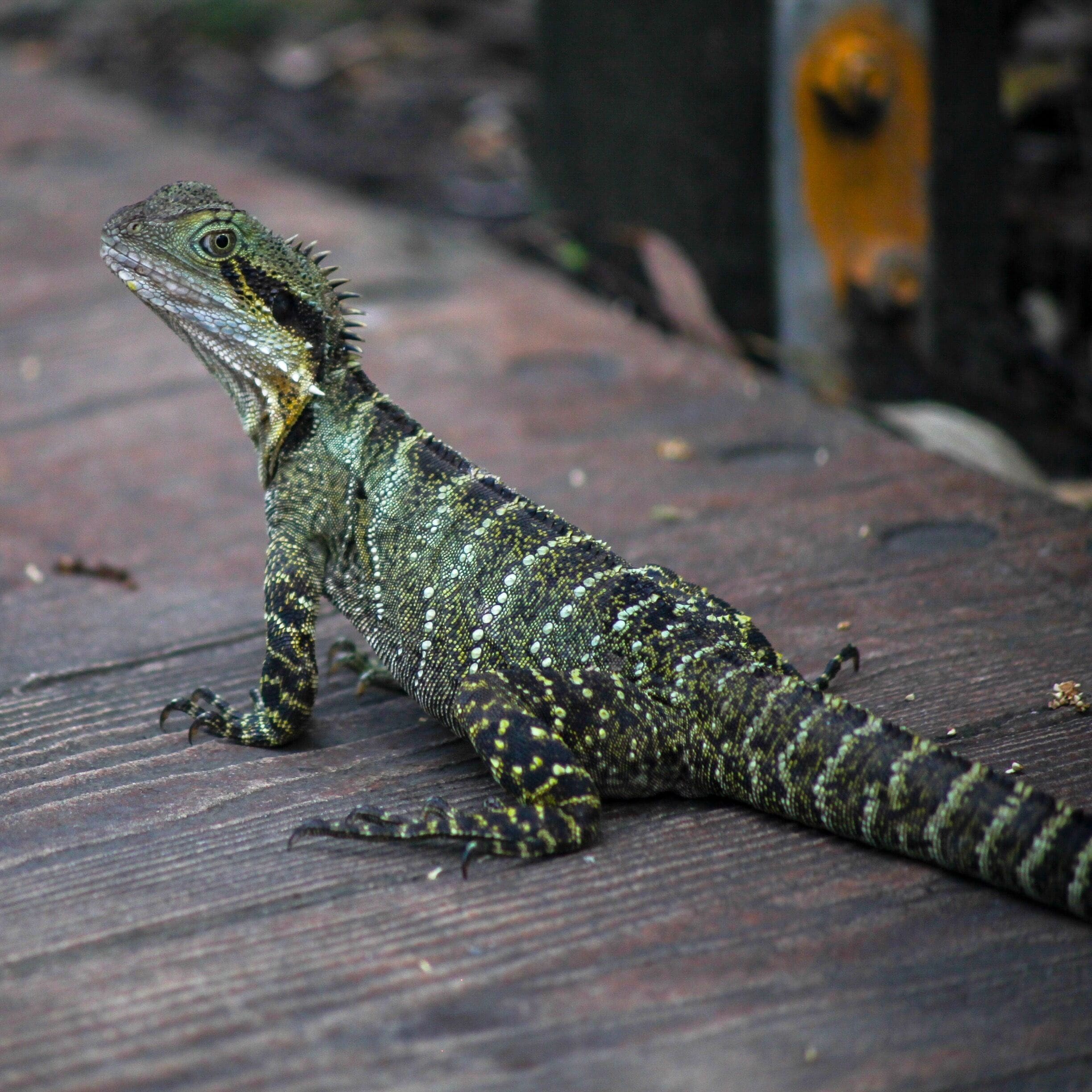 I went in the early morning and that worked out well. The light was just right and the creatures were all active.