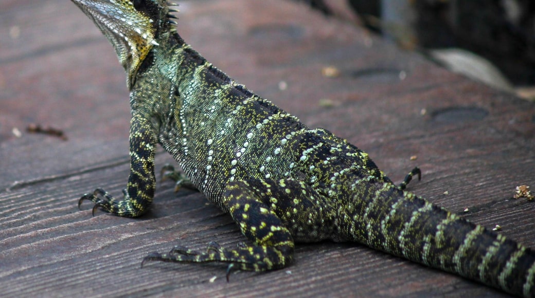 I went in the early morning and that worked out well. The light was just right and the creatures were all active.