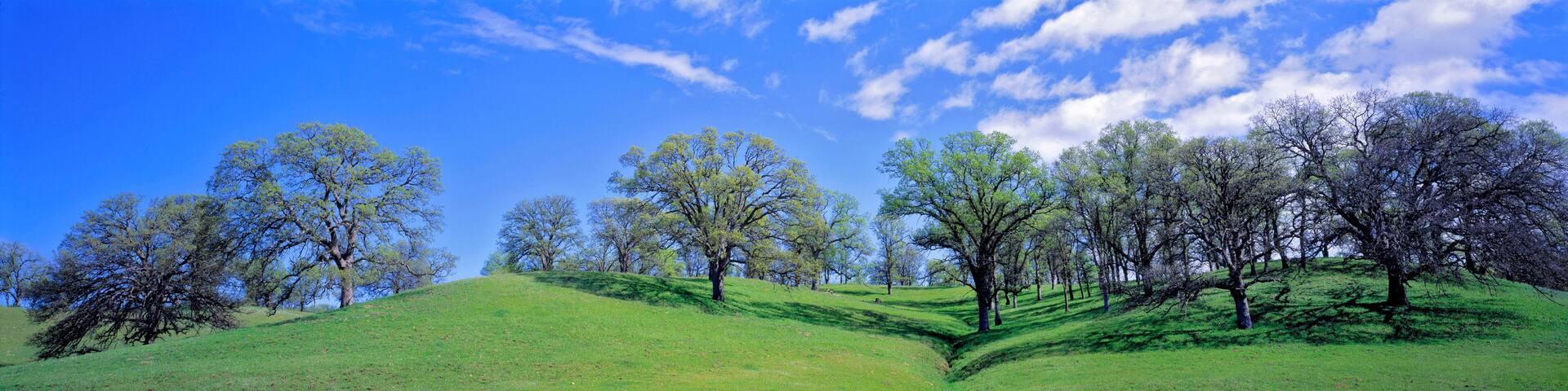 USA, California, Sacramento Valley. Oak trees flourish in the gentle rolling hills of the Sacramento Valley, California.