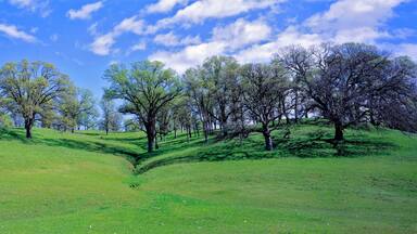 USA, California, Sacramento Valley. Oak trees flourish in the gentle rolling hills of the Sacramento Valley, California.