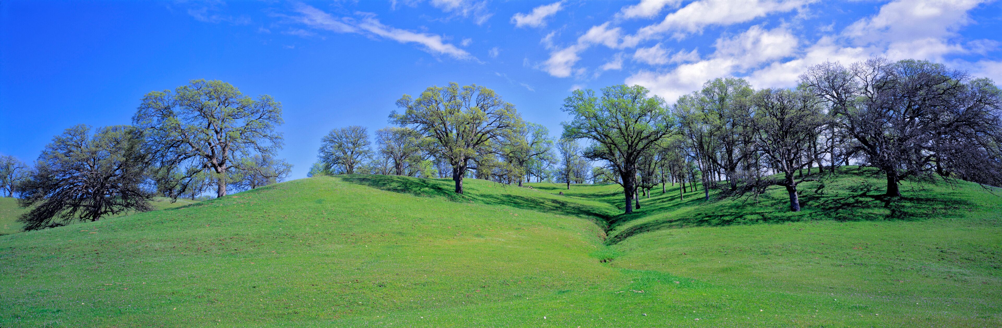 A grassy hill with trees and a clear blue sky.