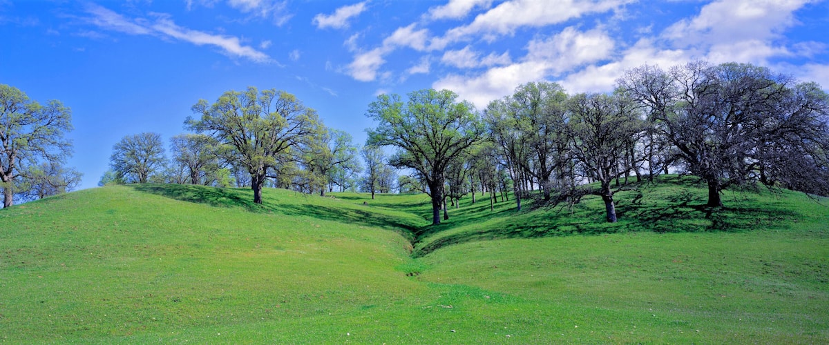 A grassy hill with trees and a clear blue sky.