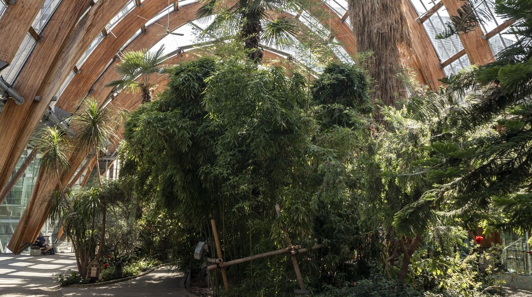 Sheffield, England - 15 July 2026: View of the Winter Garden featuring its distinctive wooden arched structure, lush tropical plants, and expansive glass ceiling.