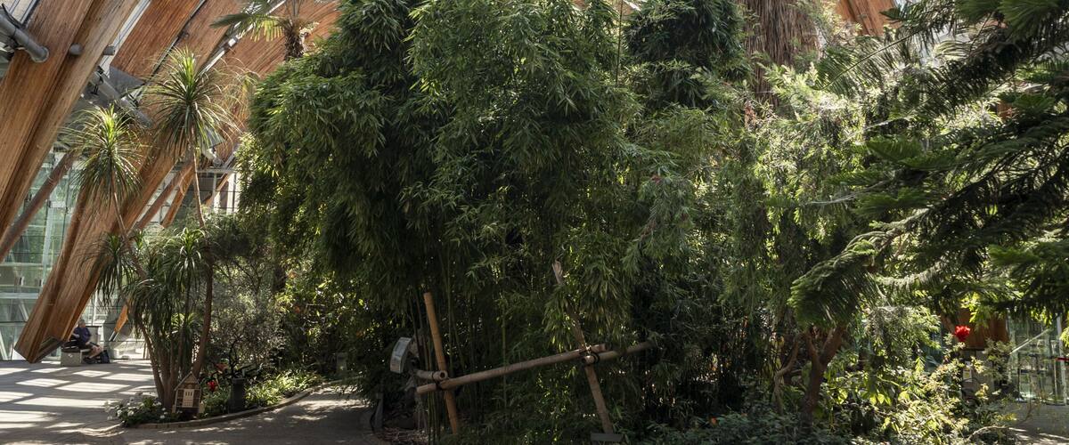 Sheffield, England - 15 July 2026: View of the Winter Garden featuring its distinctive wooden arched structure, lush tropical plants, and expansive glass ceiling.
