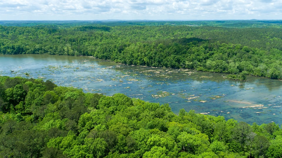 A river winding through a dense forest with a clear sky above.