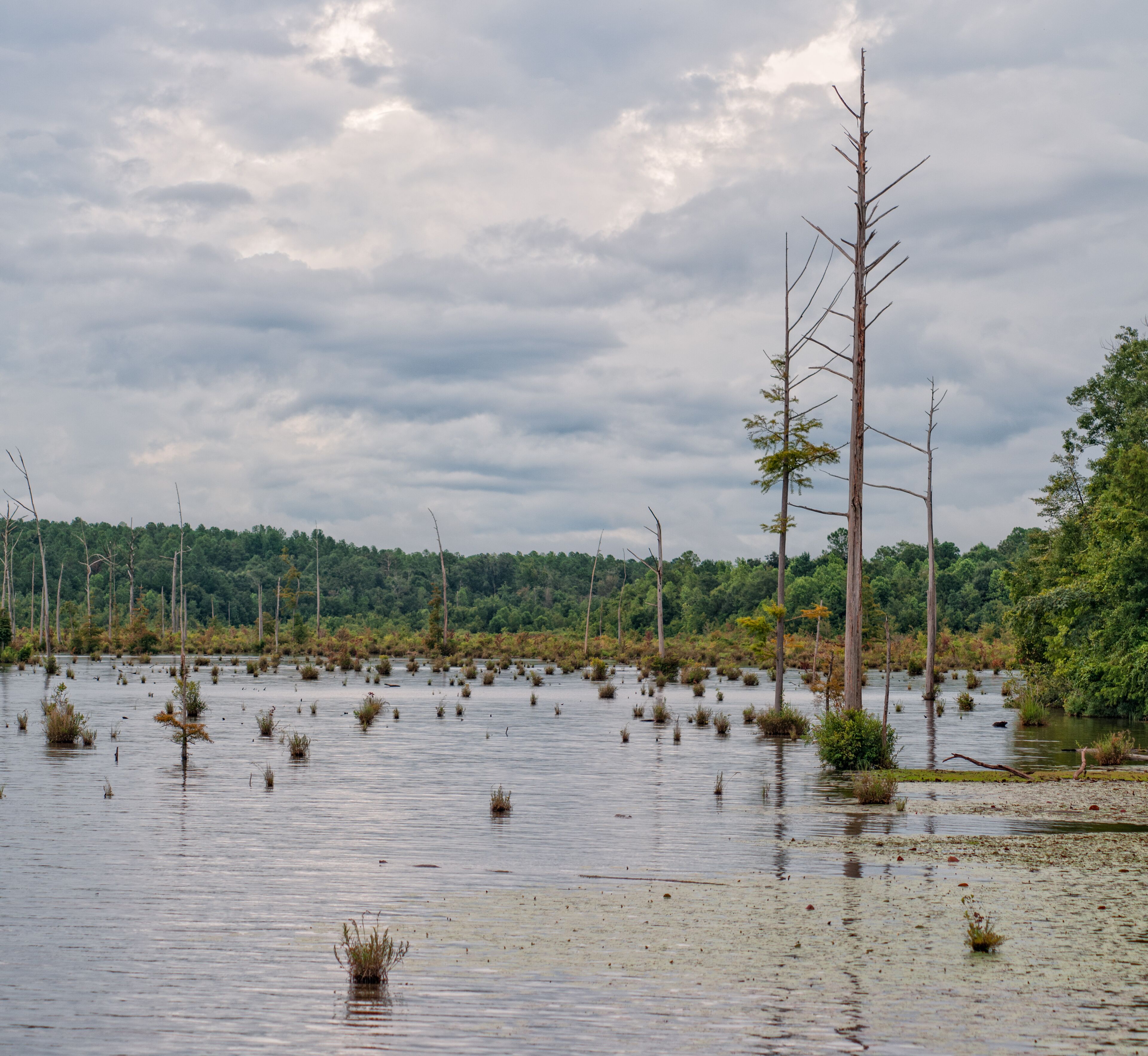 Lake Jackson in South Alabama USA, storm clouds reflection in the water with swamp and trees 
