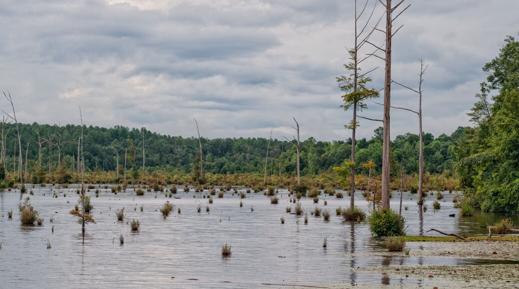 Lake Jackson in South Alabama USA, storm clouds reflection in the water with swamp and trees