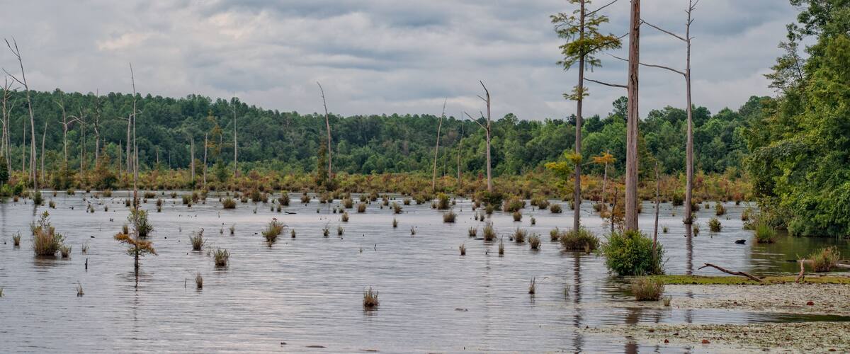 A flooded forest with numerous dead trees and waterlogged vegetation.