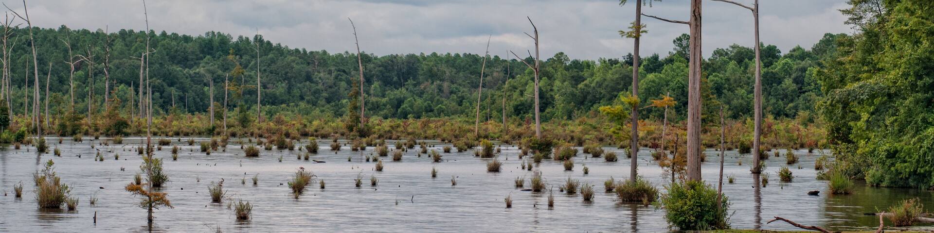 A flooded forest with numerous dead trees and waterlogged vegetation.