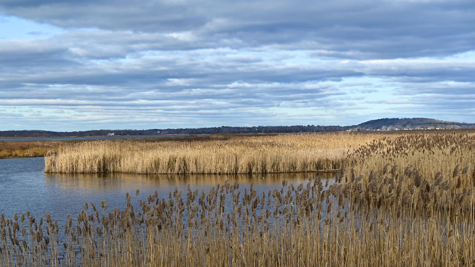 A river with tall reeds and a distant hill.