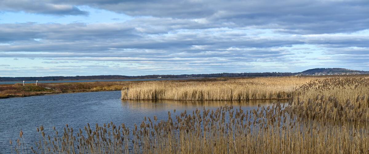 A river with tall reeds and a distant hill.