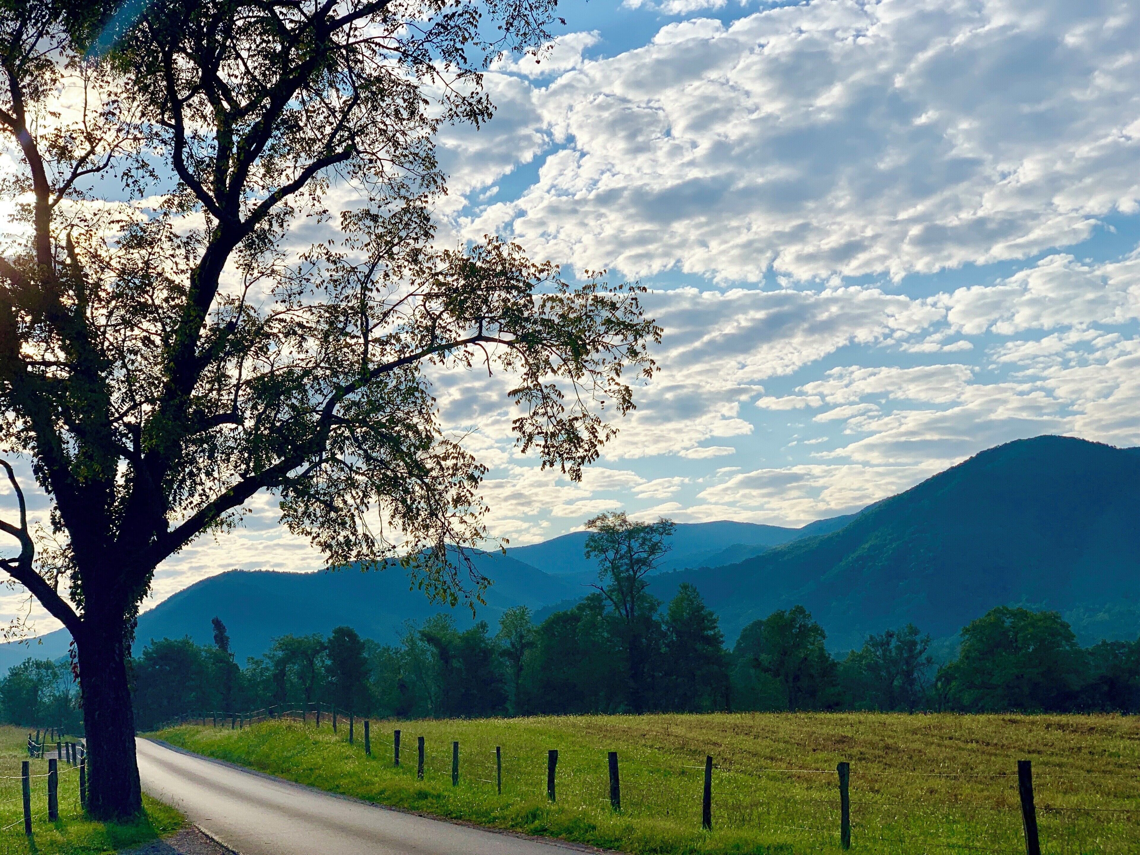 A rural road with a large tree on the left, a fence, and a mountain range in the background.