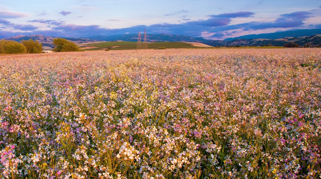 Un campo de flores silvestres con un paisaje montañoso al fondo.