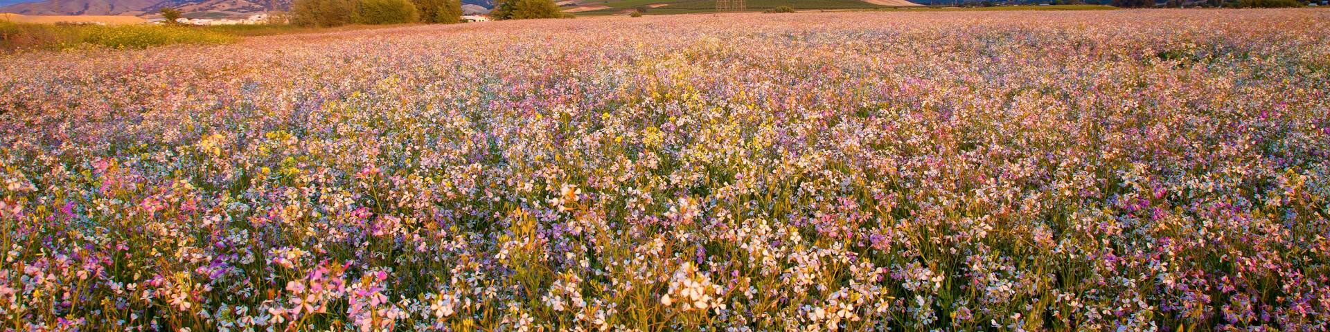 A field of wildflowers with a mountainous landscape in the background.