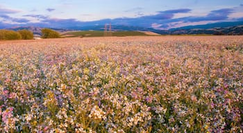 Een veld vol wilde bloemen met een bergachtig landschap op de achtergrond.