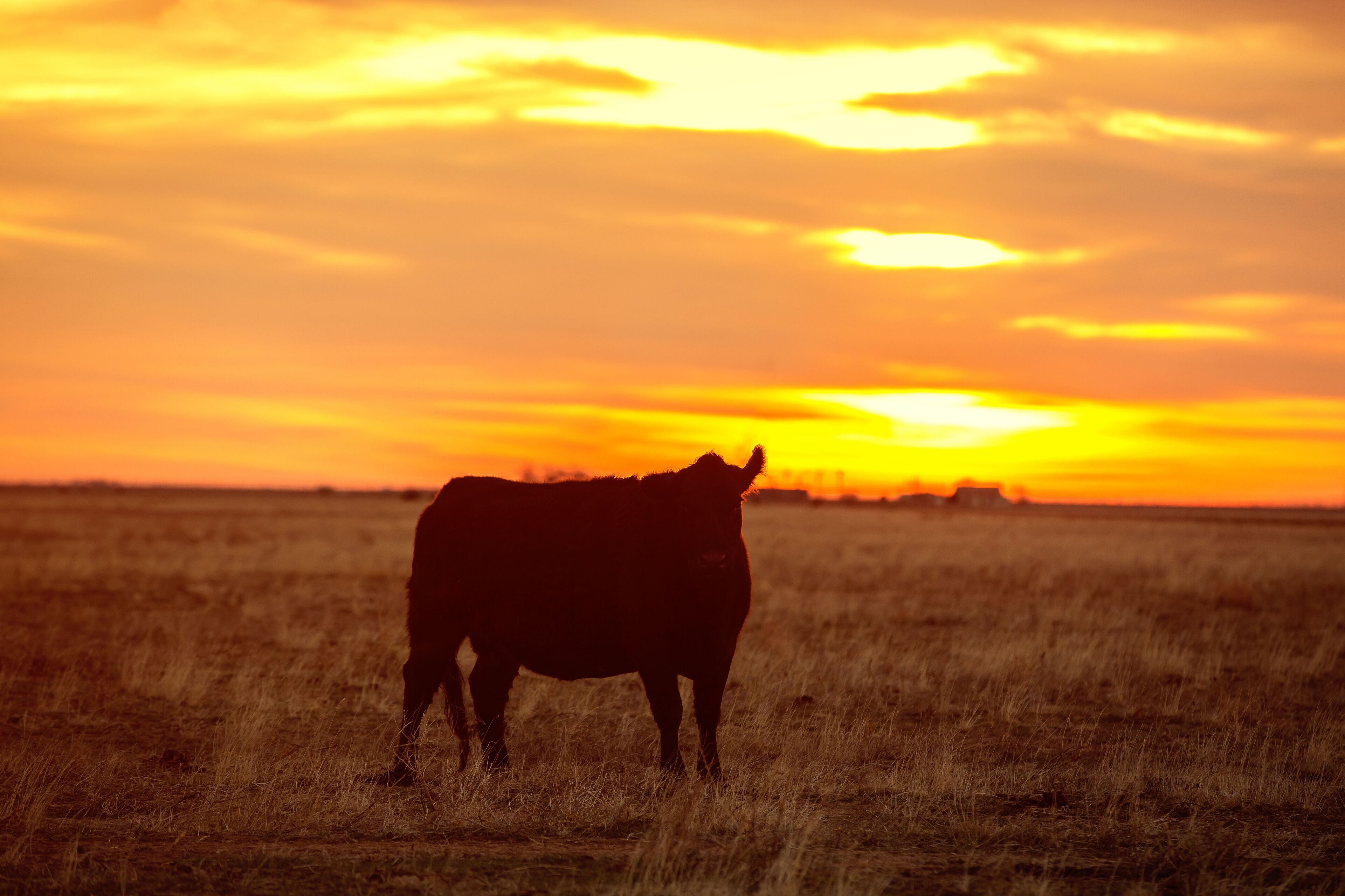 Cow at sunset