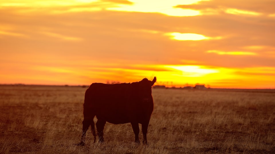 A cow standing in a field during sunset.