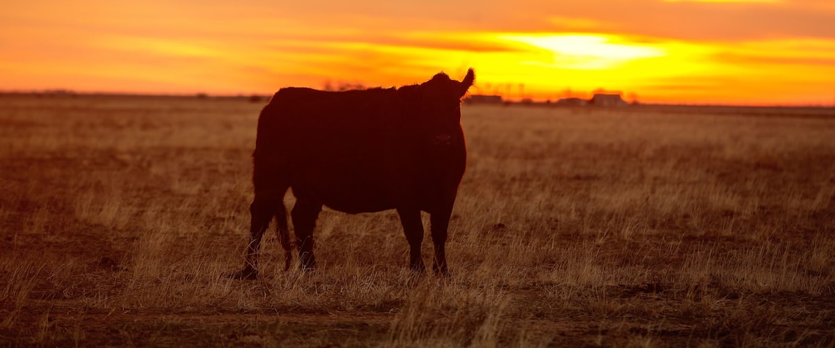 A cow standing in a field during sunset.