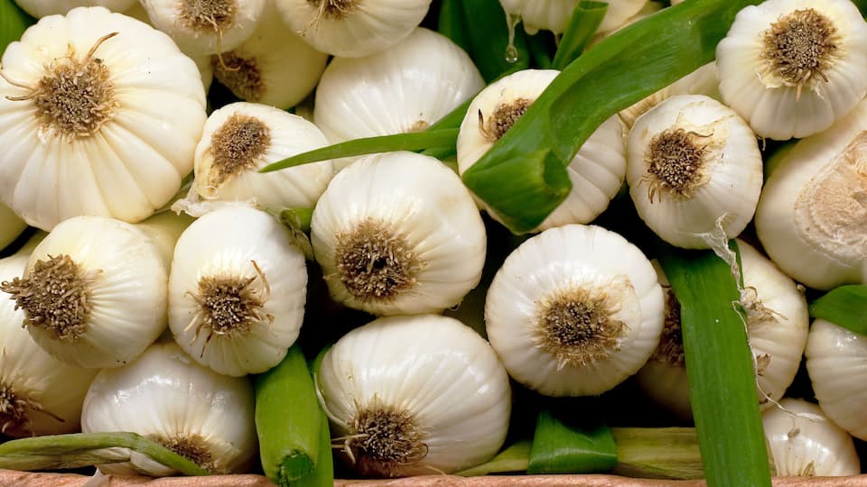 A basket of white onions with green stalks.