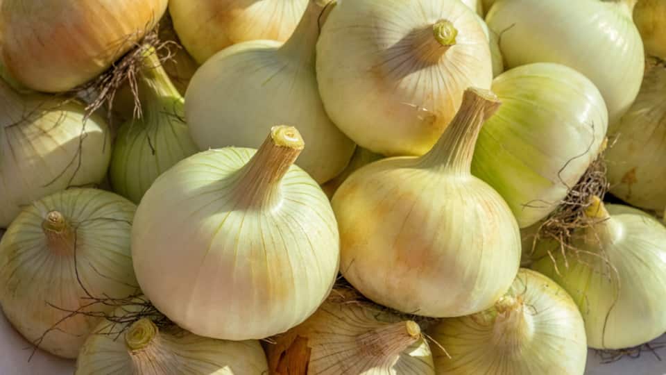 A pile of onions with visible roots and varying shades of green and yellow.