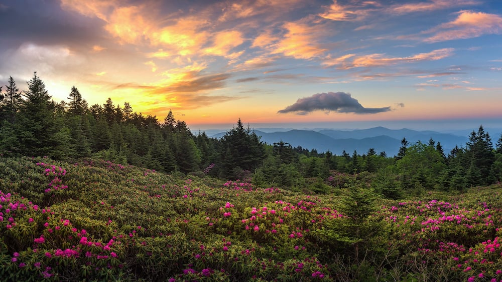 A forested landscape with a mountain range in the distance and a sunset sky.
